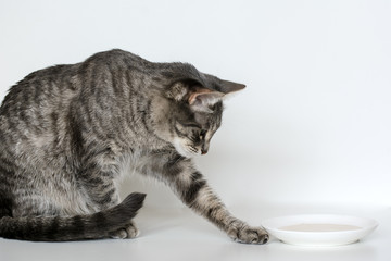 cat on a white background touches a saucer with milk. Concept - animal curiosity, cat food. Copy space