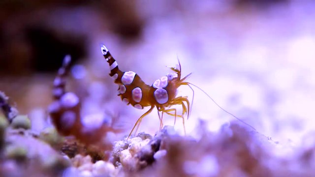 Dancing Sexy Shrimp - Thor Amboinensis