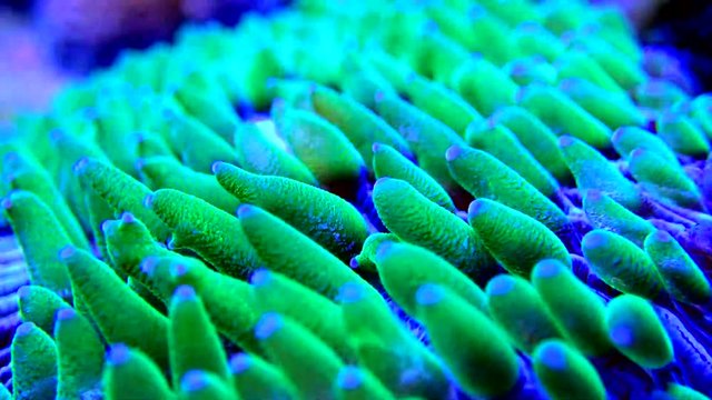 Video of Fungia - Plate LPS coral macro in reef aquarium tank