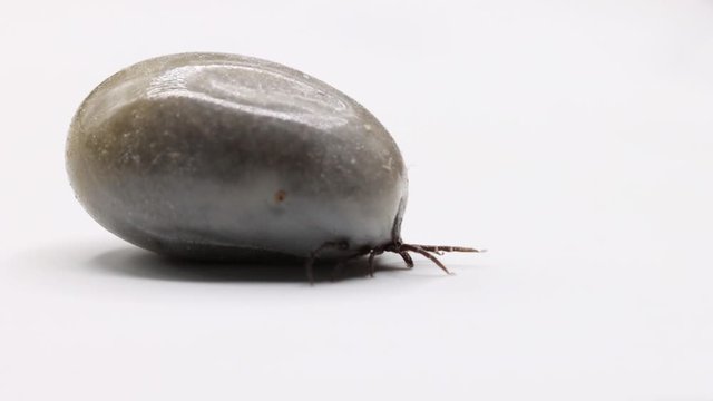 Macro video focus on moutpiece and legs of fully engorged European Castor Bean tick with swollen abdomen side shot on white latex background