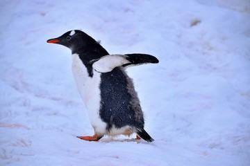 Gentoo Penguin , Neko Harbour , Antarctica 