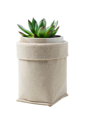 Succulent in bag in pot isolated
