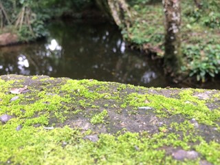 moss on stone
