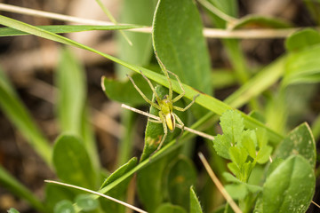 Micrommata virescens, pequeña araña verde y amarilla