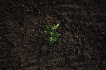 Young plant of tomato growing alone in the soil. Detail on seedlings of vegetable with copy space for text.