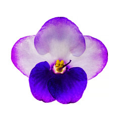 Saintpaulias flower isolated on a white background. Saintpaulia or Violet home flower of pink-violet color isolated on white background. Uzambar violet. African Violet Flower Isolated on White.