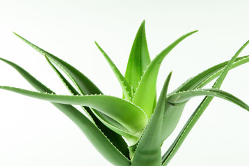 Aloe vera plant isolated on white background. Aloe vera is a succulent plant species of the genus Aloe. It is cultivated for agricultural and medicinal uses