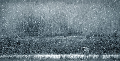 Winter nature and Birds. White nature background. 