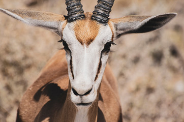 impala in the savannah