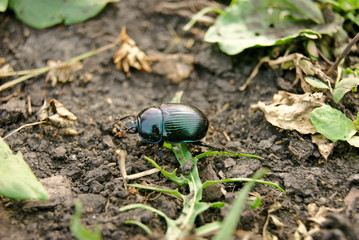 beautiful bug