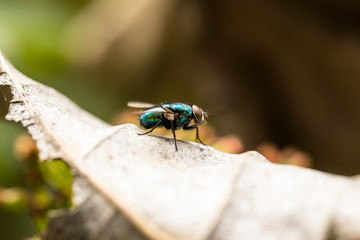 La mosca verde botella común (Phaenicia sericata o Lucilia sericata) es una mosca encontrada en la mayoría de las áreas del mundo, y la más conocida de las numerosas especies de moscas verde botella.