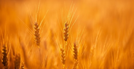 Banner. Wheat Field on sunset
