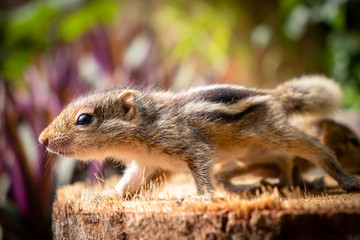 cute baby squirrel on a wood