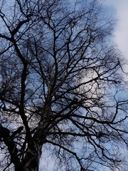 Tree against the sky - Lilleaker 