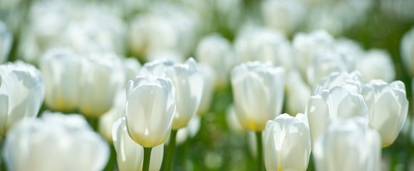 Banner. In Full Bloom. Tulips in garden in sunny day. Spring flowers. Gardening.