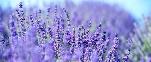Banner. Lavender Field in the summer. Aromatherapy. Nature Cosmetics.