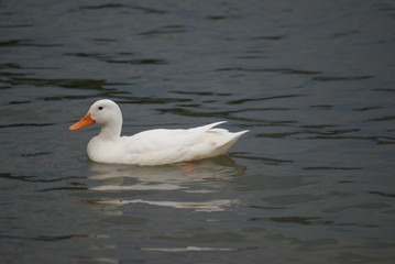 Water fowl, ducks on the water,swimming ducks,white ducks swimming,