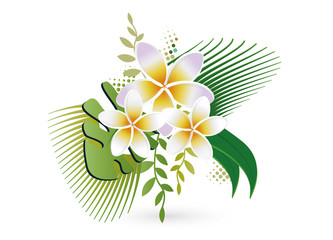 Blüten des Frangipani ein tropisches Schmuckstück