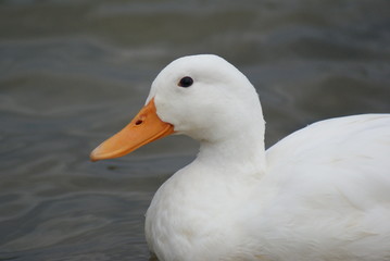 Water fowl, ducks on the water,swimming ducks,white ducks swimming,