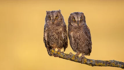 Deurstickers Two eurasian scops owl, otus scops, chicks sitting on a bough with yellow moss in spring at sunrise. Alert baby animals in nature looking into camera from front view with copy space. © WildMedia