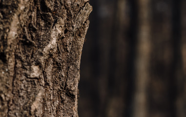 bark of a tree