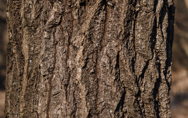 bark of a tree