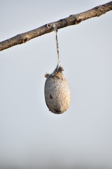 White Silkworm Cocoon secret of silk fabric