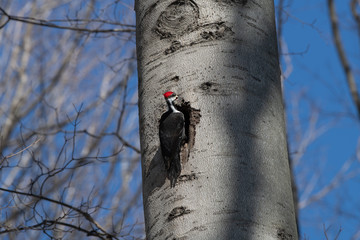 Pileated Woodpecker