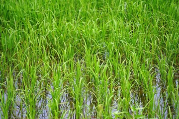 rural agriculture fields in central vietnam