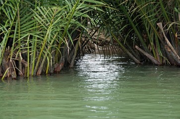 green palm trees in a mangrove forest