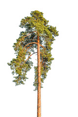 Tall pine tree isolated on white background.