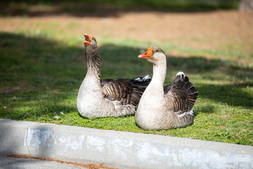 2 Geese