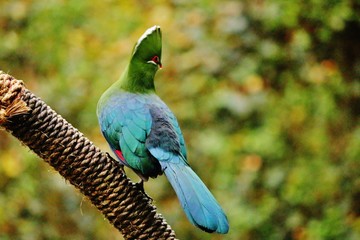 Beautiful Guinea Turaco Bird in South Africa