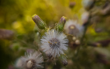 white dandelion found in Bangladesh
