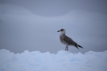 Skua , Antartica 