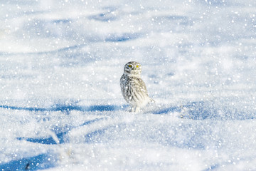 Snowfall. Little owl. White winter nature background. 