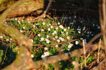 Buschwindröschen (Anemone nemorosa)