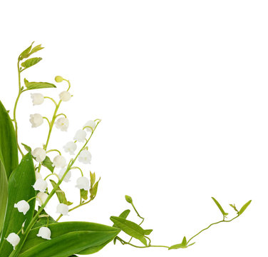 Lily of the valley flowers and bindweed sprigs in a corner arrangement isolated on white background