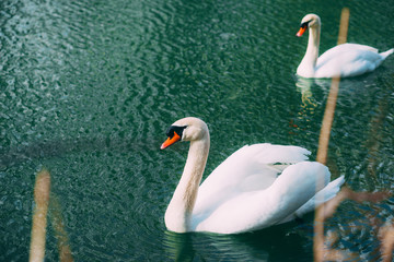 Photo of Beautiful Swan swimming on Danube river on nice spring day