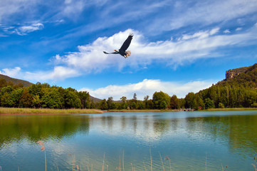 Landscape. Beauty in nature. Eagle flying over a lake