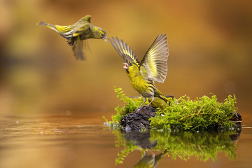 Flying eurasian siskin, spinus spinus, challenging other one guarding its spot with open wings....