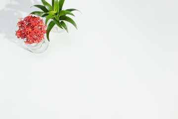 PLANT POT ON WHITE BACKGROUND TOP VIEW LIKE AN OFFICE DESK 