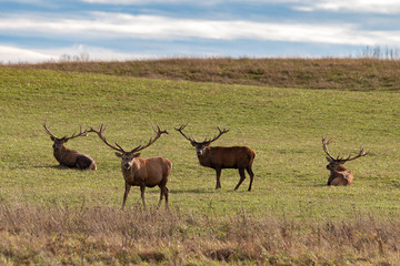 Deer rest in spring meadow