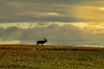 Fototapeta na wymiar beautiful deer silhouette while walking on meadow in beautiful evening light. 