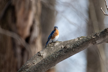 Bluebird