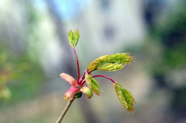 Austreibender Kastanienbaum