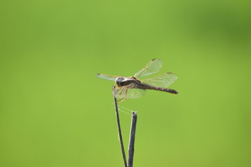 Red mantled seddlebags or red seddlebags 