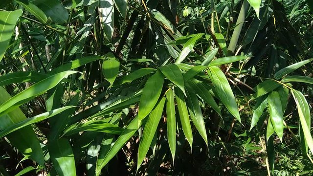 close up green bamboo leaves in the nature