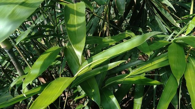 close up green bamboo leaves in the nature