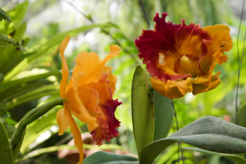 Orchid is one of those colours that attract the attention of flower-makers with its stunning look, long-term blooms and beauty